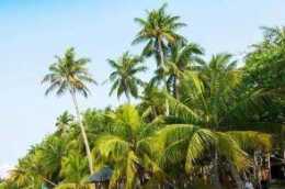 在海水湛藍的海南島，椰樹，是海邊的異樹