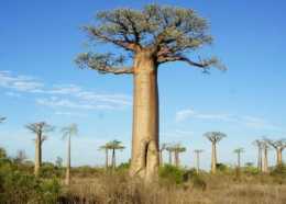 非洲“最神奇”的樹，樹幹不僅可以貯水，還可以當房子居住！