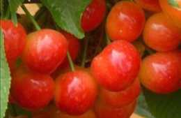 超早紅櫻桃苗品種的主要特性及栽培技術-厚強櫻桃苗基地種植課堂