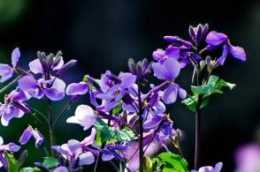 楊浦公園紫色花海盛開，一起雲賞浪漫吧～