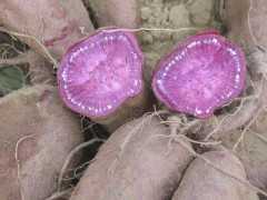 孕期可以吃紫薯嗎？紫薯是不是轉基因食品？