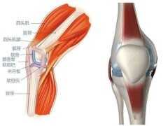膝關節軟骨損傷怎麼治療才能恢復正常