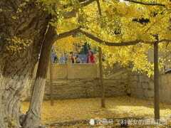 千年銀杏，北京西山大覺寺的瞭解一下