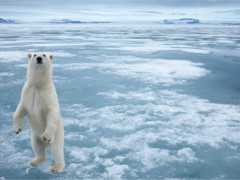 北極圈發現4座新島嶼，地球可能在“重組”，對人類是好是壞？