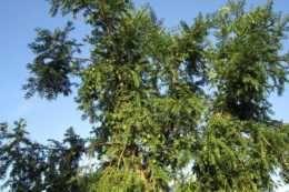 此樹10年開花，3年成熟，堪比“人參果”，是世界上最香的堅果