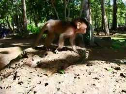 猴哥殘忍地從猴媽懷裡搶走小猴，小猴崩潰尖叫，心疼小猴！