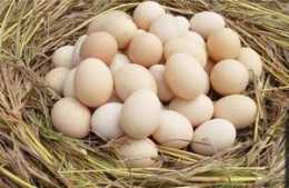 做好這4點，每隻雞每年可多產蛋100枚左右，且在固定地點下蛋。