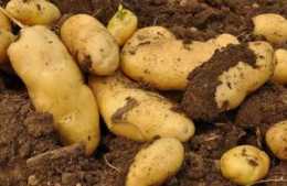 發芽的土豆為什麼吃了對身體有傷害？