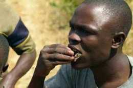 舌尖上的非洲：原生態的“蚊子餅”，咬一口就是幾十萬只蚊子！