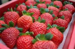 冬天愛吃草莓的注意了，真相知道還不算晚