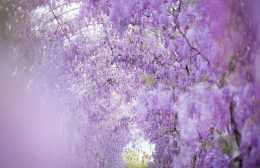 美炸了！長沙郊區竟然藏了一座紫藤花園！
