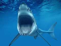 史前巨獸巨齒鯊現在還存在嗎，要是存在有多厲害？