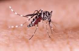 1藥網科普：為什麼秋天的蚊子最毒？被叮咬後謹防感染這三類傳染病