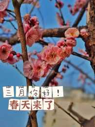 陽春三月，百花爭豔！黃岡賞花地圖上線！