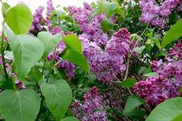 【養生】不少人喜歡種植紫丁香，其實有哪些品種？看完你就明白了！