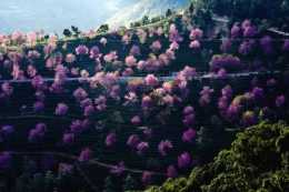 這裡是無量山櫻花谷，地球上最美的冬天！