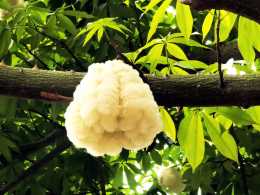 廣州街頭遇見一種樹，開滿“雪白棉花糖”，是開花還是結果？