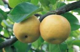 種植梨樹提高坐果率的措施，牢記這幾點，有效提高質量產量