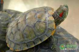 養龜：烏龜腸胃炎的症狀及治療方法