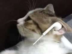 主人用一根蘋果耳機，再利用貓咪，自制了一個Airpods耳機