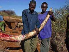 為什麼偷獵者不取老死大象身上的象牙，而非要去獵殺健康的大象？