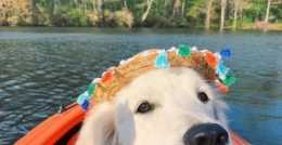 兼職旅行博主的金毛服務犬：一邊周遊世界，一邊守護鏟屎官安全！棒！