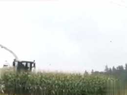 男子收割玉米地，不料跑出一群野豬，喜出望外！