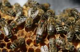 蜂群經過一個冬季出現空箱的情況，養蜂人不會育越冬蜂，實用技巧