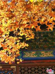 香山紅葉 北京最濃最濃的秋季情感故事（圖）