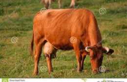 提高母牛繁殖率的措施
