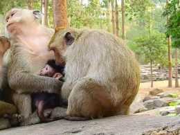 自從猴兒出生，猴媽的精神狀態就不是很好，看來帶娃真不容易！