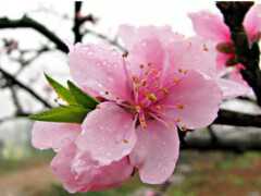 白居易寫的一首詩，寫出了人間四月芳菲盡，山寺桃花始盛開的境遇！