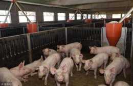 冬季豬群常發的流行性腹瀉