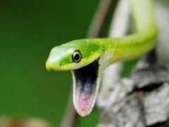 它是蛇類裡面鼻子最長的，被傳是女媧特意造出來的專屬寵物