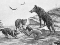 為什麼狼會幫人類養孩子，而不是把孩子吃掉？這個狼孩給出了答案！