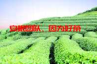 【茶業資訊】世界紅茶主要生產國及佈局，紅茶產業發展趨勢分析報告