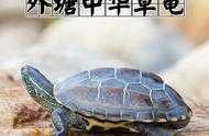 國龜魅力中華草龜