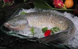 廣東人愛吃的“脆皖魚”怎麼養出來的？草魚餵食蠶豆就是脆皖魚？