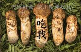 【松茸怎麼吃系列十一】松茸表面那層黑褐色的菌衣可以食用嗎？