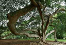 世界上最大的樹，佔15000平方米，真正的“獨木成林”，網友：成精了！