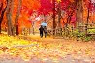 【週末特刊】一花一世界，一葉一天堂；落葉知靜美，秋來懂炎涼。落