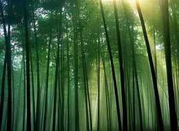【書香四川】王樹民：竹海，是一種生命的延續，也是一種精神！