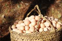 雞蛋小常識，如何挑、存、吃，一條一條告訴你，小白趕緊學起來吧