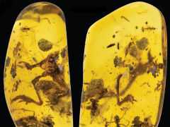 白堊紀10個罕見的發現，揭秘了數億年前的謎團，科學家都被震驚了！