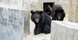 潮州隱藏獨特的動物莊園，猴子黑熊又萌又可愛，你去過嗎？