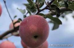 蘋果樹上礦源黃腐酸鉀怎麼使用？結果期蘋果衝施礦源能增甜嗎
