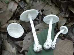 中國十大有毒蘑菇，你認識幾種？