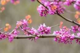 太平峪紫荊花正是美豔，壯觀景色引人矚目！