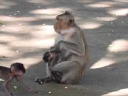 估計不是親生的，猴媽只顧著吃，不管小猴的安危，小猴該有多難過
