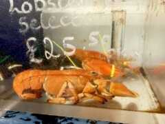 逛魚市發現“2只超稀有龍蝦”，男子成功說服店家捐給水族館